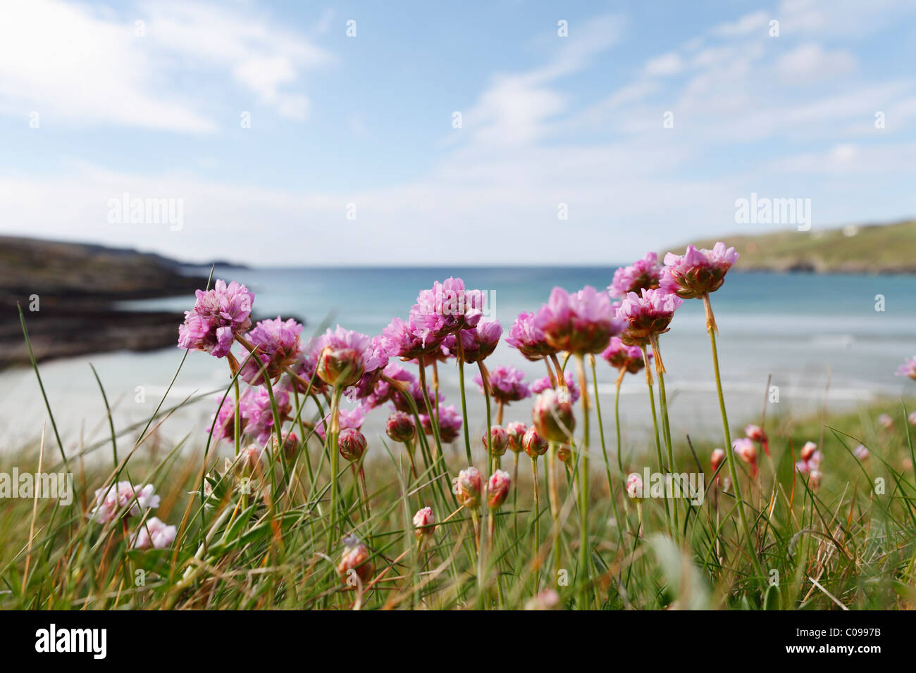 Thrift, Sea-pink (Armeria maritima), Mizen Head Peninsula, West Cork, Republic of Ireland, British Isles, Europe Stock Photo