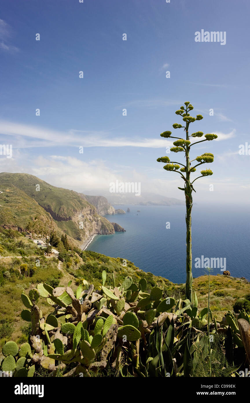 Blooming Agave (Agavoideae) in front of the bay of the Valle Muria, Lipari island, on the horizon Vulcano island, Sicily, Italy Stock Photo