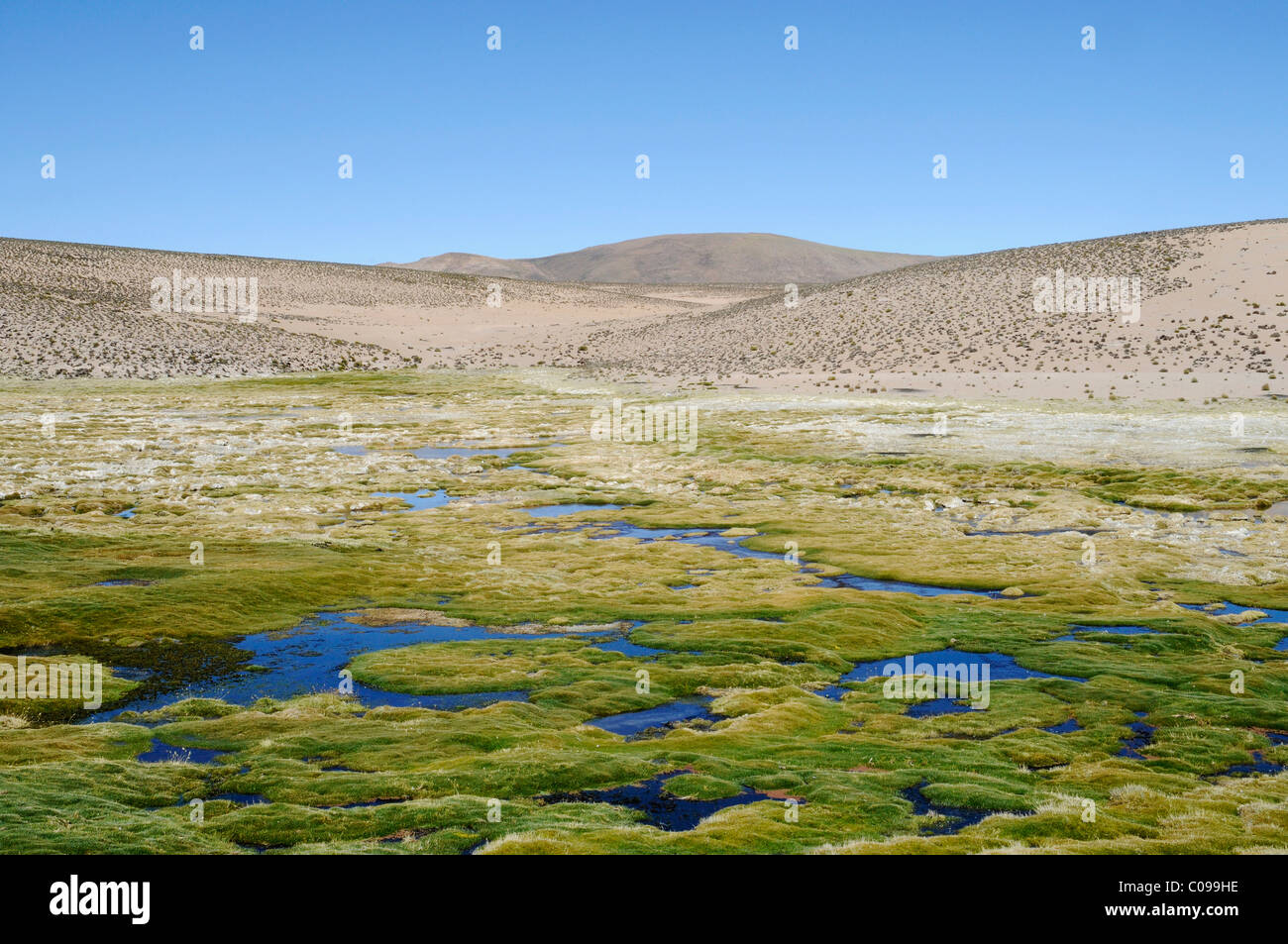 Water, vegetation, mountains, Las Cuevas caves, Conaf Station, Lauca National Park, Altiplano, Norte Grande, Northern Chile Stock Photo