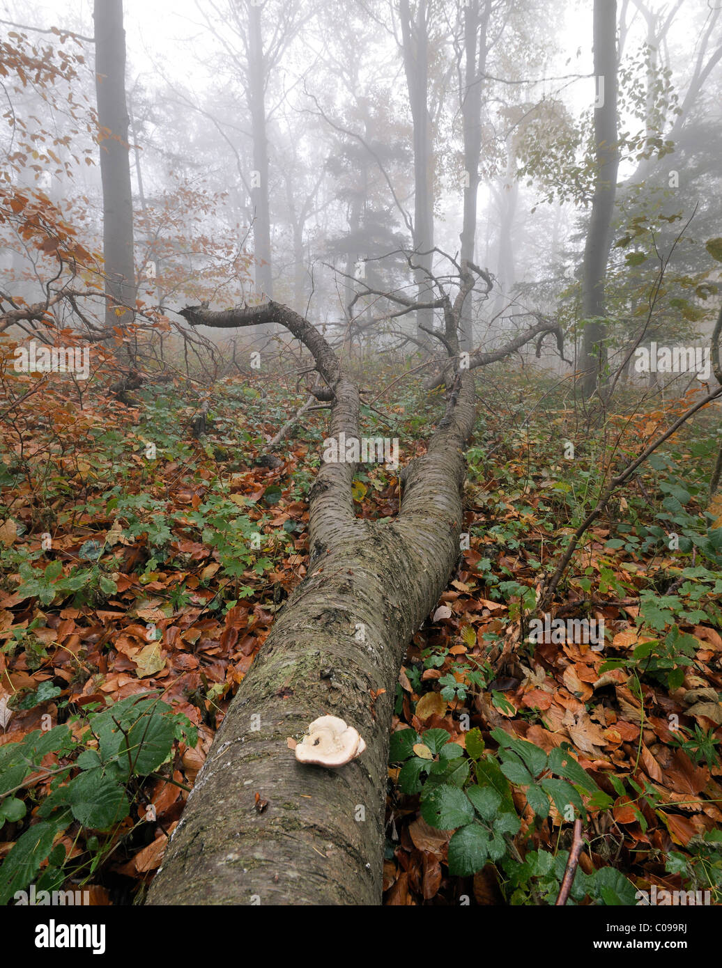 Beech forest in the fog, Peilstein, Triestingtal valley, Lower Austria, Europe Stock Photo