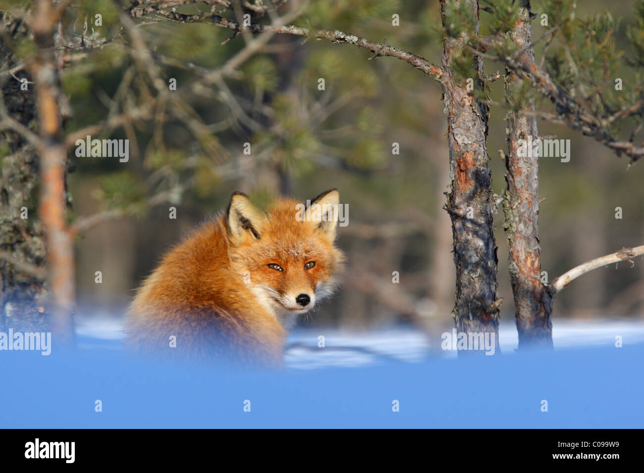 Red fox vulpes vulpes hires stock photography and images Alamy