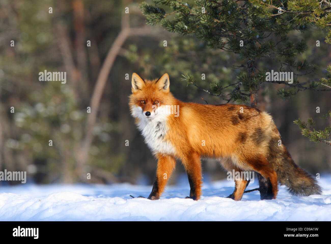 Wild Red Fox (Vulpes vulpes) in the bog forest. Stock Photo