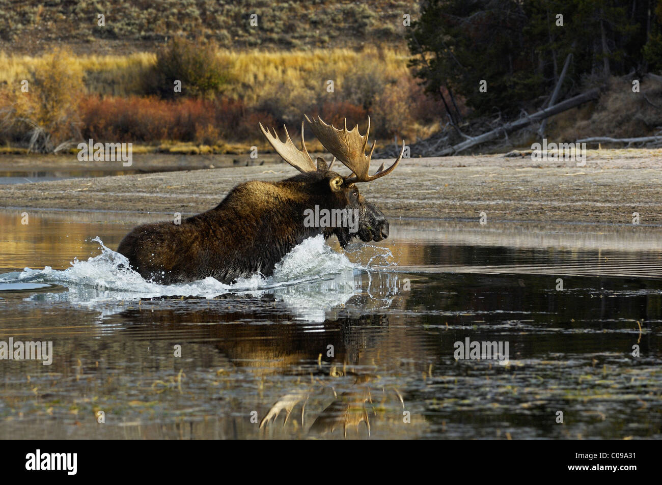 Bull Moose racing across the Snake River in Grand Teton National Park. Stock Photo