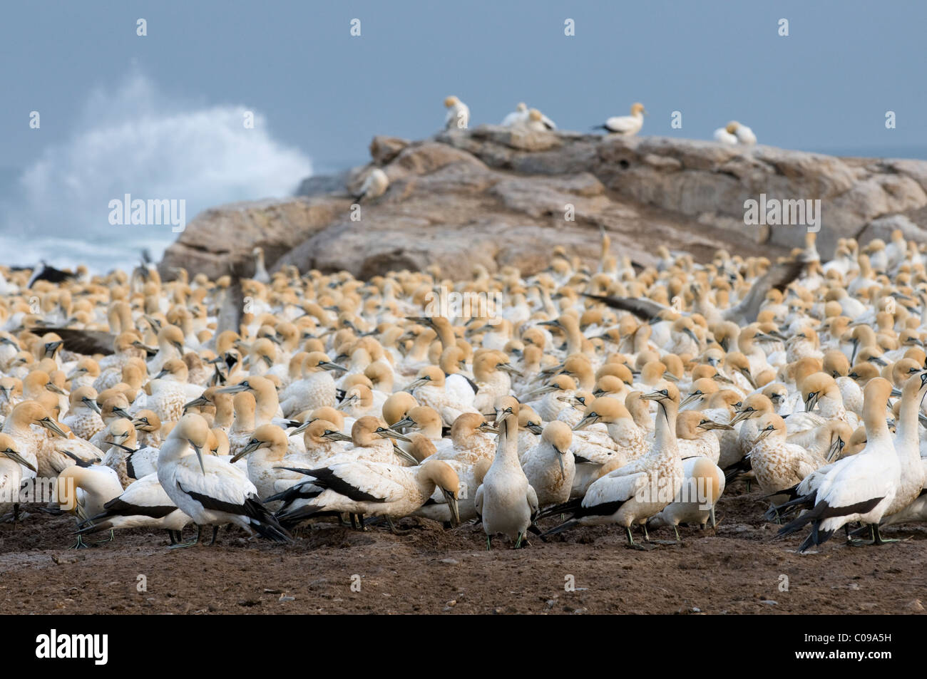 Cape gannet colony, Lamberts Bay, West Coast, South Africa Stock Photo
