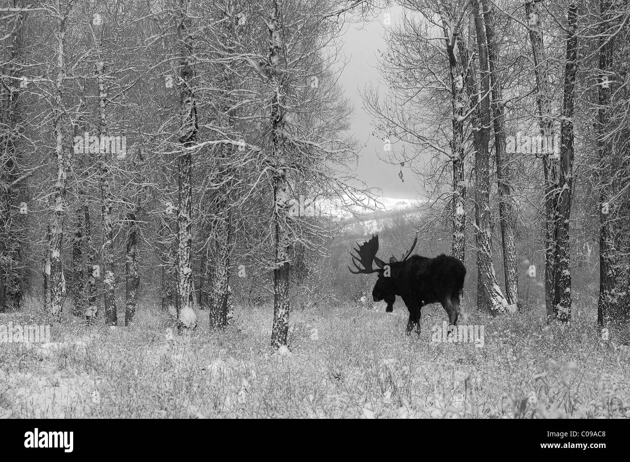 Bull Moose during snowstorm in an old-growth forest in Grand Teton National Park. Stock Photo