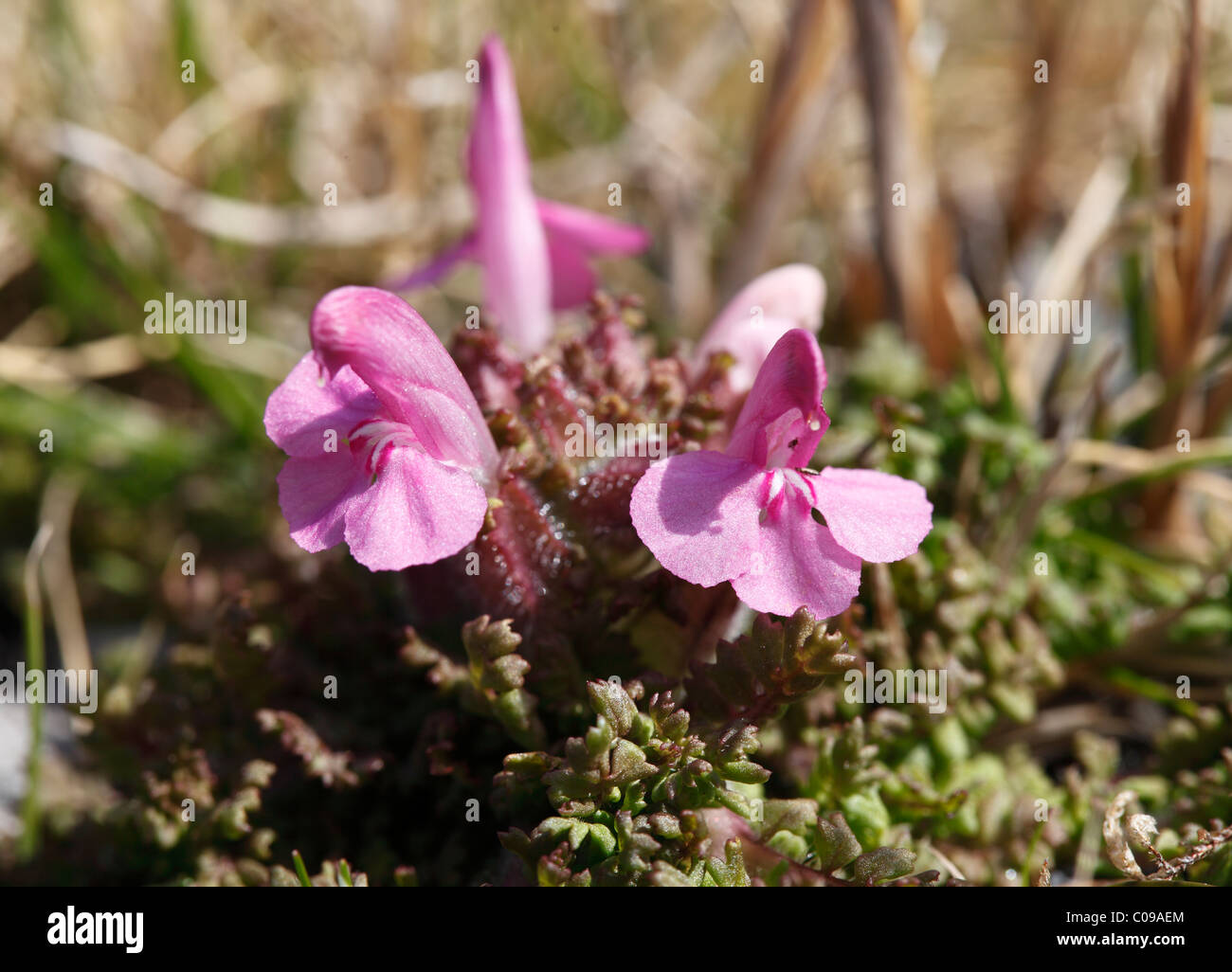 Common Lousewort (Pedicularis sylvatica), Ireland, British Isles, Europe Stock Photo