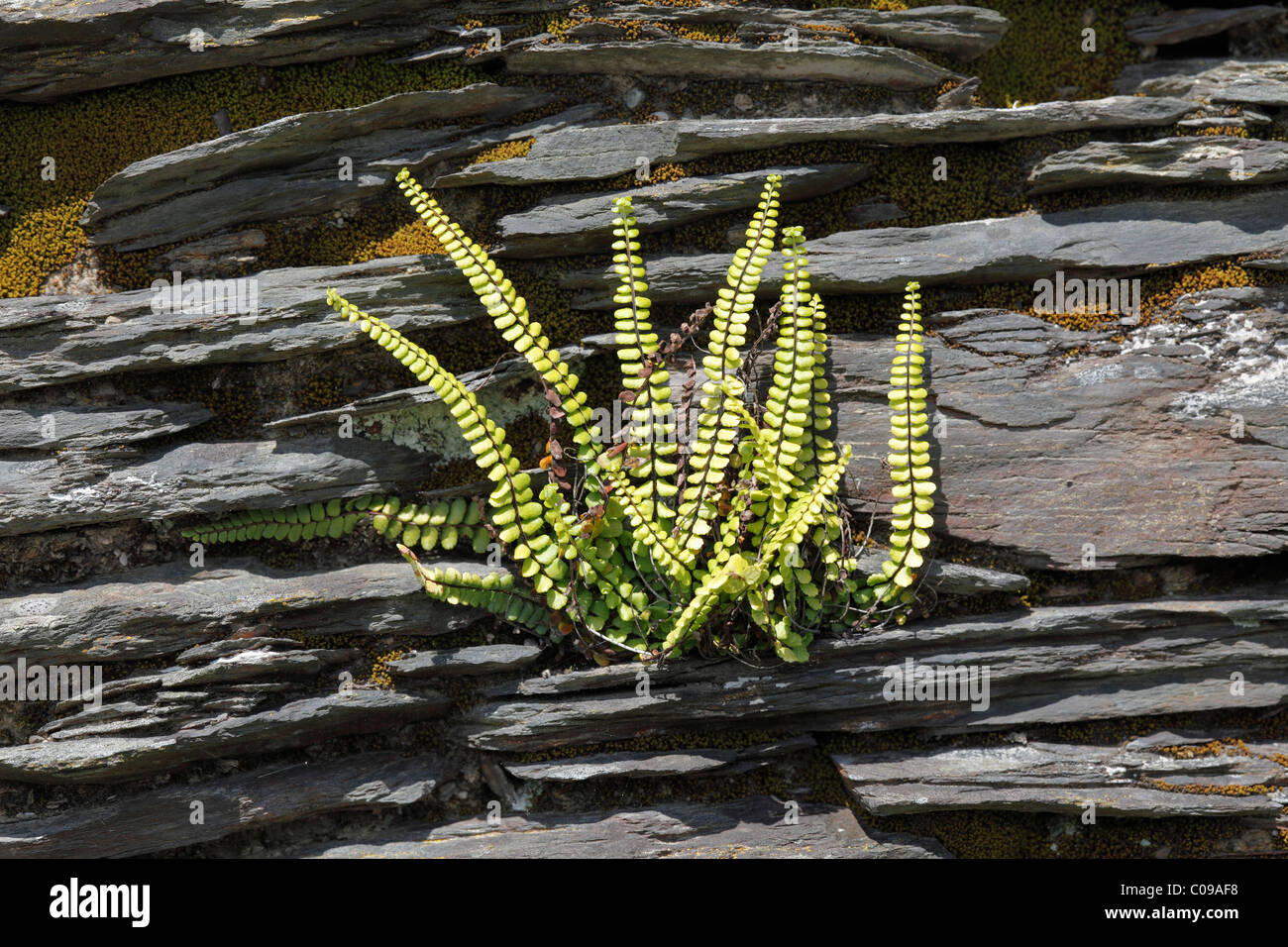 Maidenhair Spleenwort (Asplenium trichomanes) on a rock, Ireland, British Isles, Europe Stock Photo