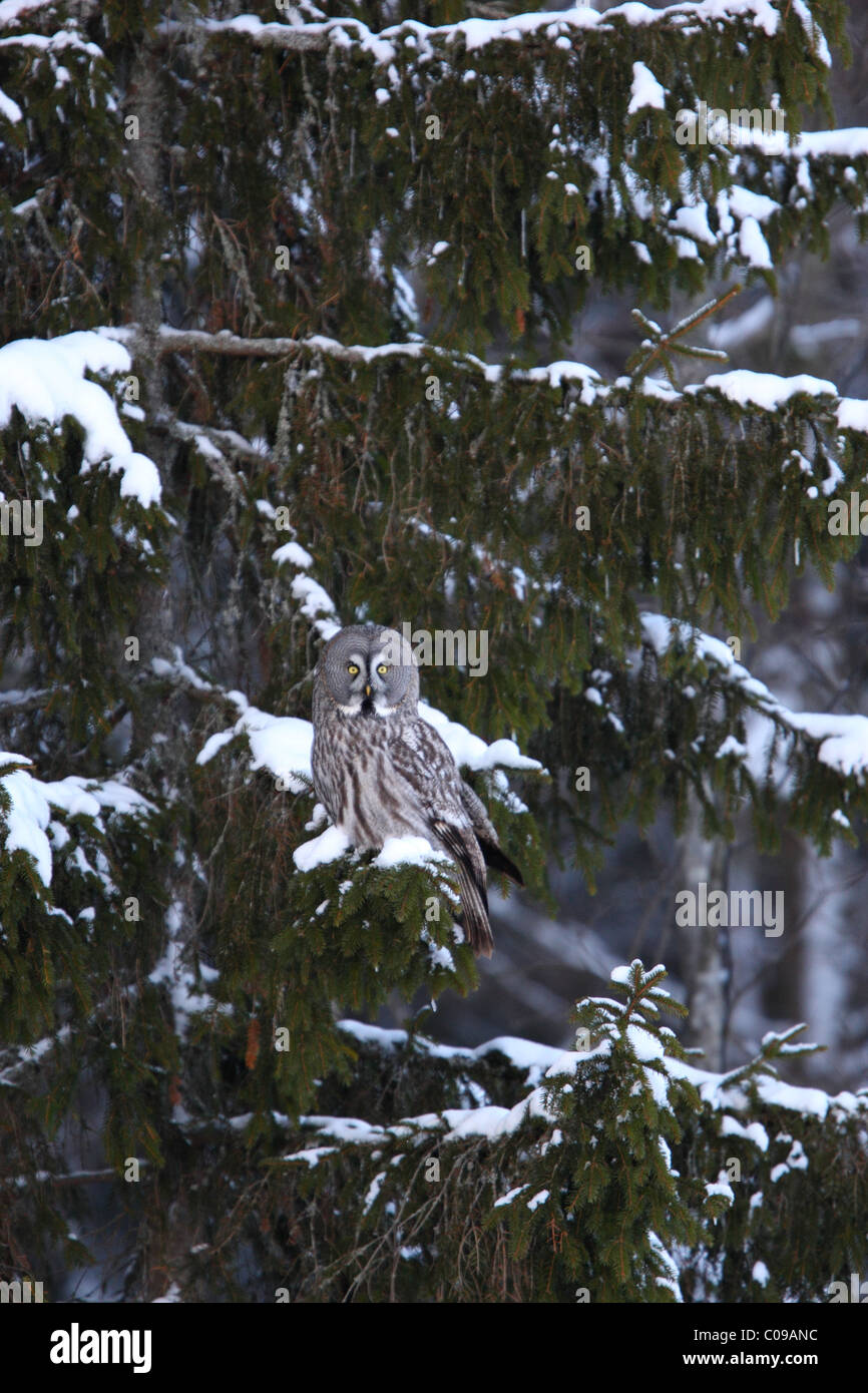 Great Grey Owl (Strix nebulosa) adult perched on snow covered fir tree. Europe, Estonia Stock Photo