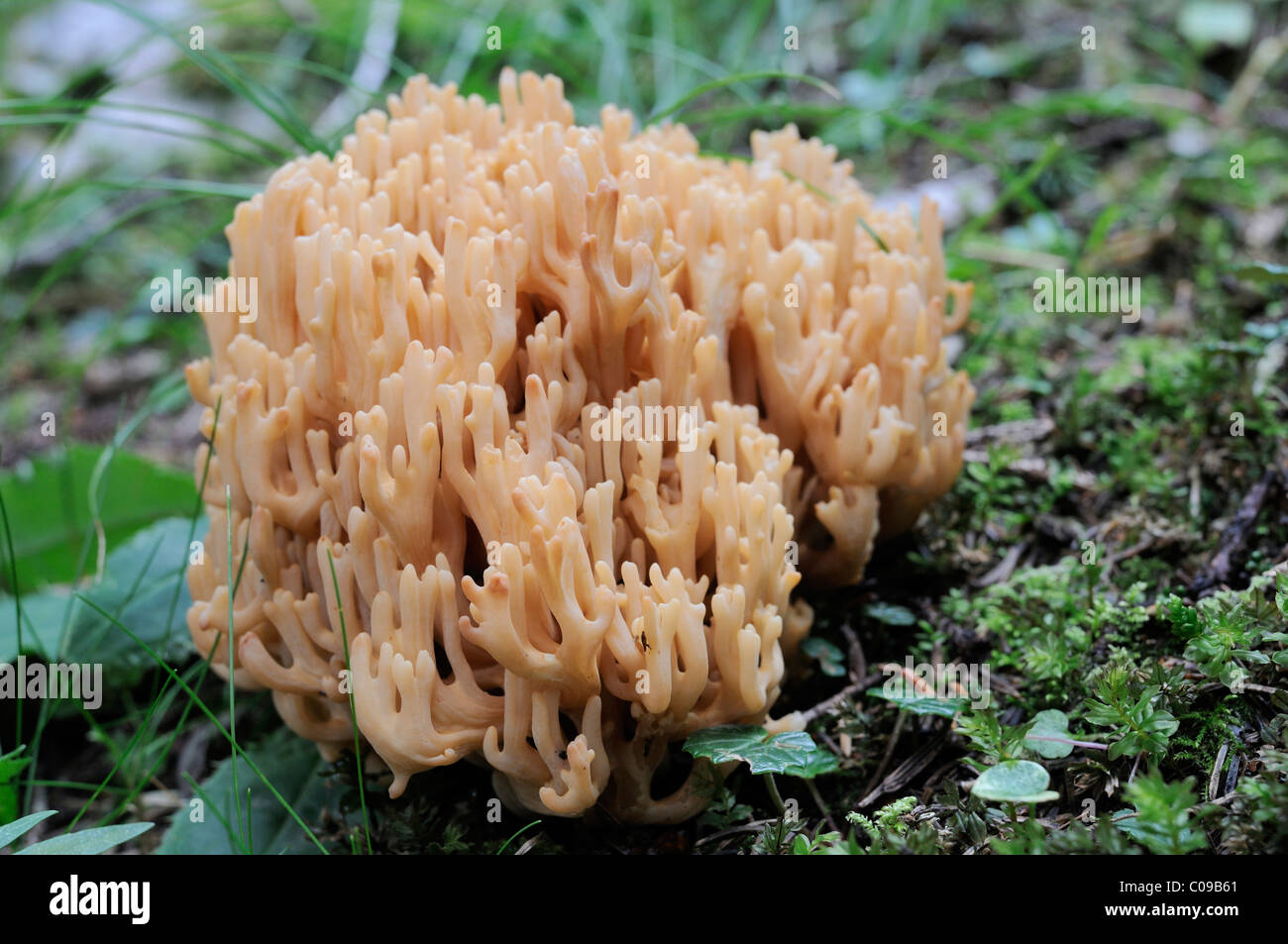 Caulilower coral (Ramaria botrytis), Rax, Lower Austria, Europe Stock Photo