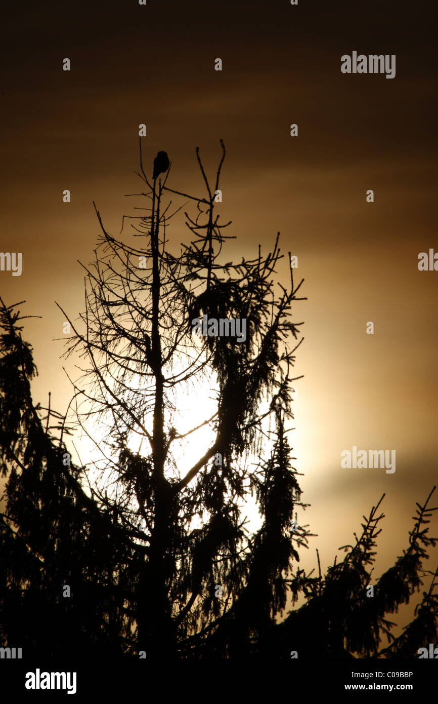 Silhouette of Wild Northern Hawk Owl (Surnia ulula) on tree top. Europe Stock Photo