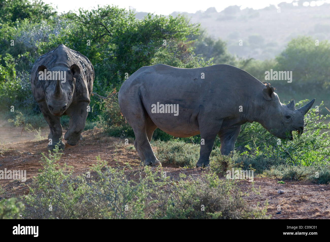 Two Black Rhinos, Kwandwe Game Reserve, Eastern Cape, South Africa Stock Photo