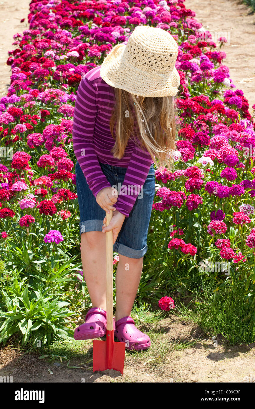Girl, 8 years old, digging in a field with a Sweet William carnations Stock Photo