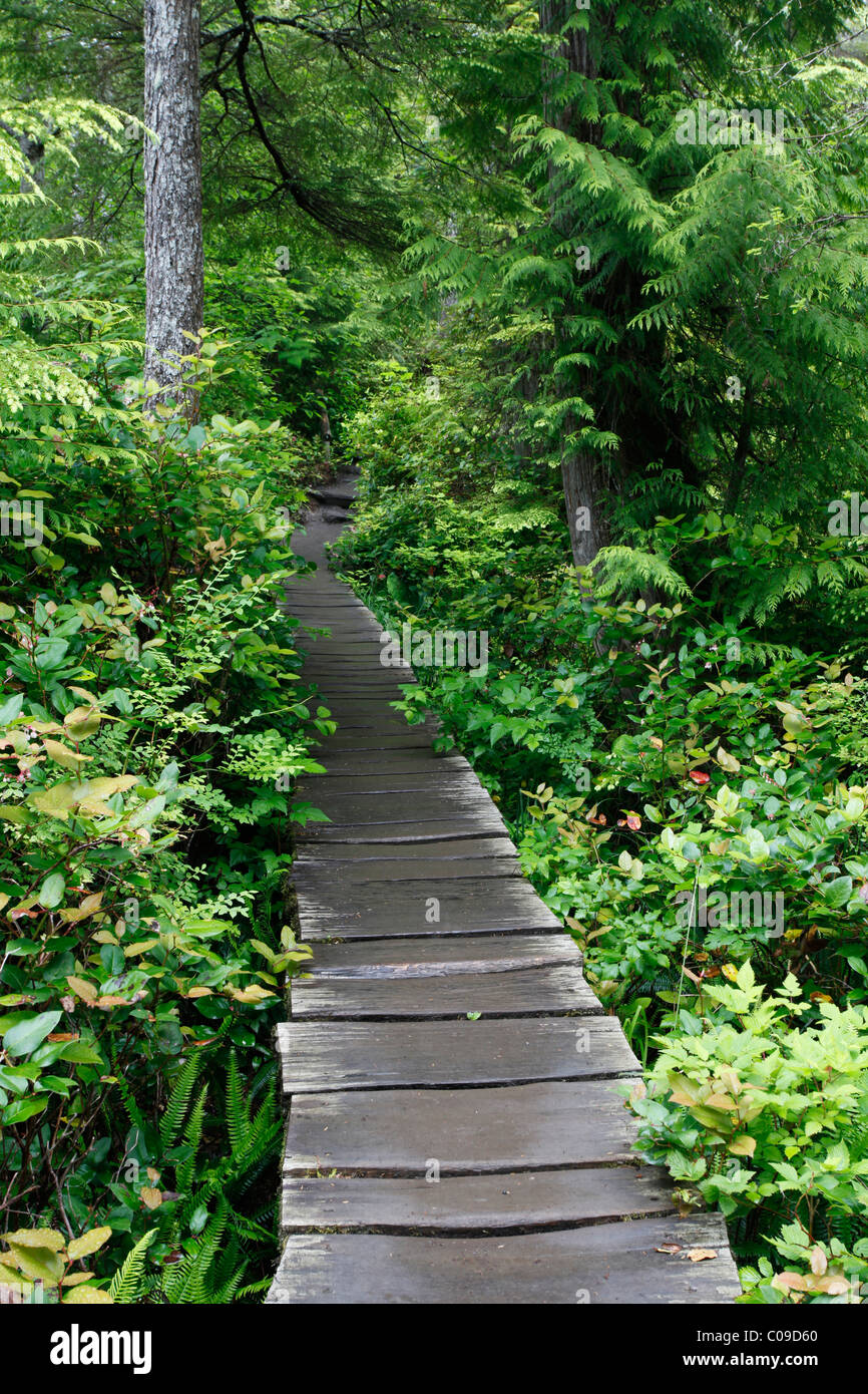 Cape Flattery Trail through temperate rainforest, Makah Indian Reservation, Olympic Peninsula, Washington, USA Stock Photo