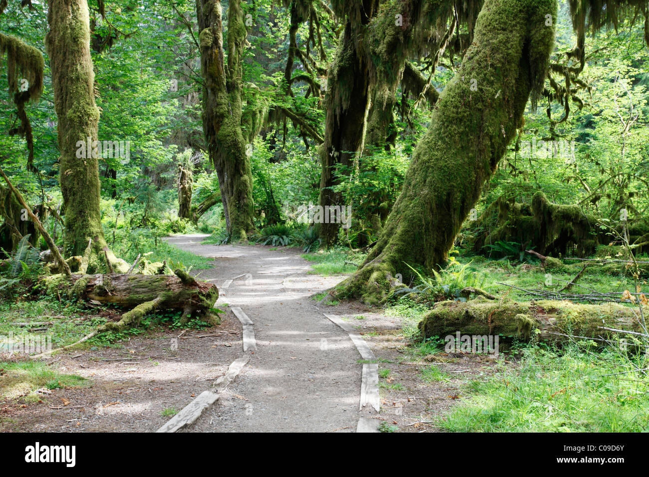 Hoh Rain Forest, Olympic National Park, Washington, USA Stock Photo