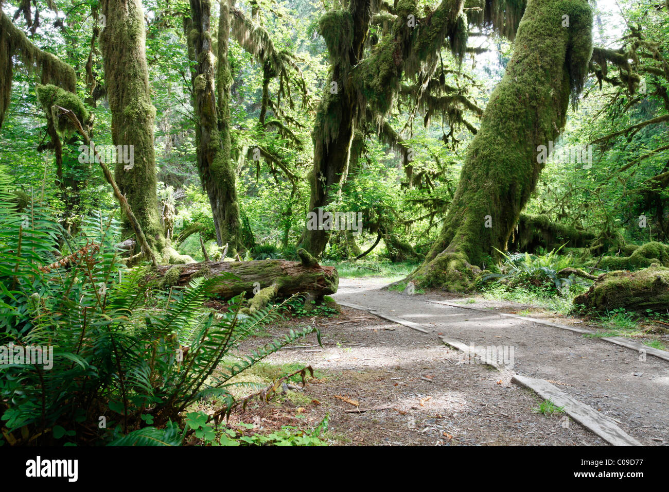 Hoh Rain Forest, Olympic National Park, Washington, USA Stock Photo
