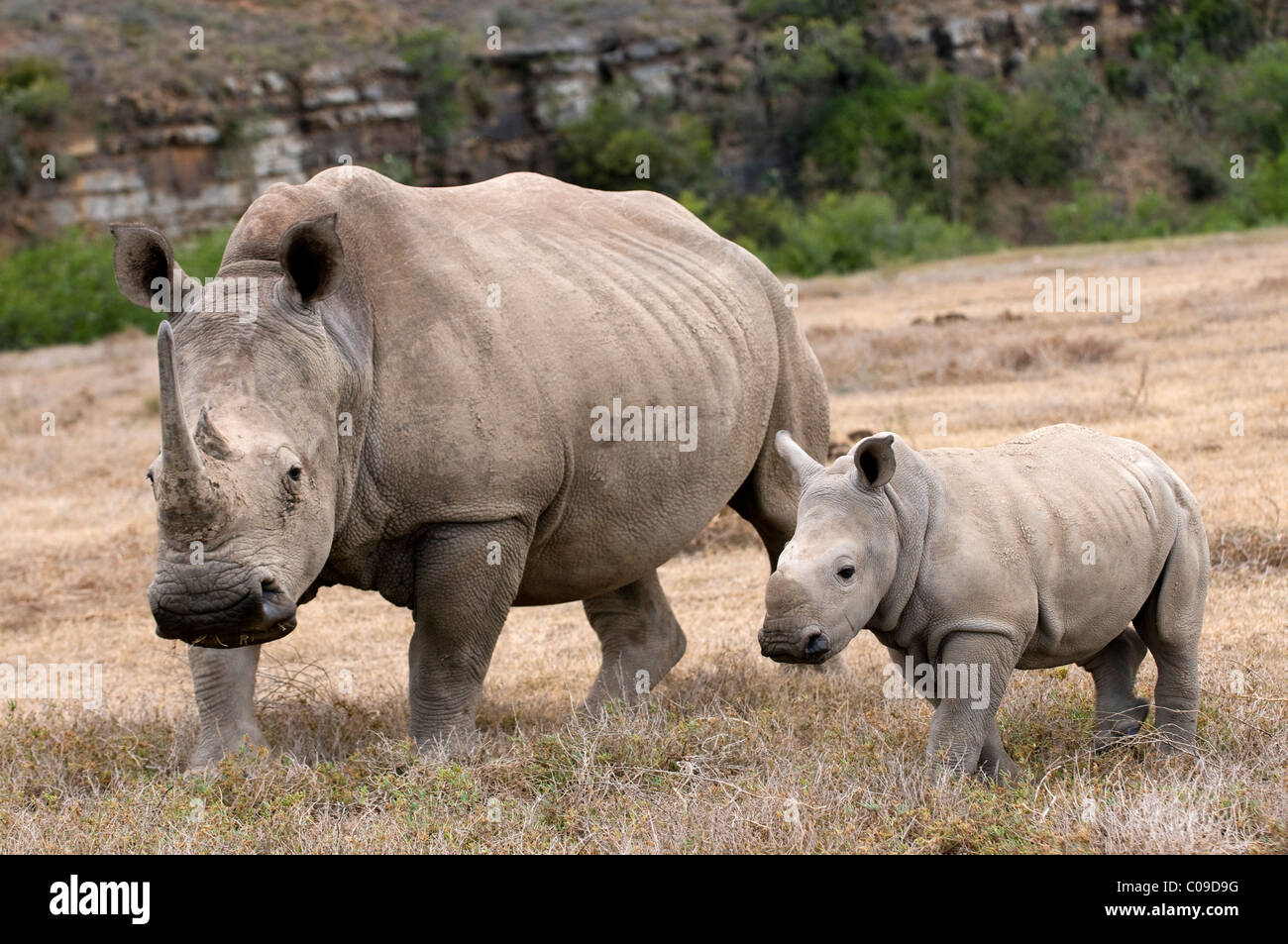 White Rhino with calf, Kwandwe Game Reserve, Eastern Cape, South Africa Stock Photo