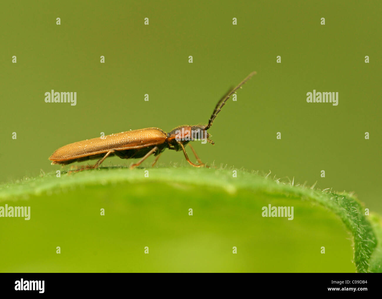 Click beetle species (Denticollis linearis) Stock Photo