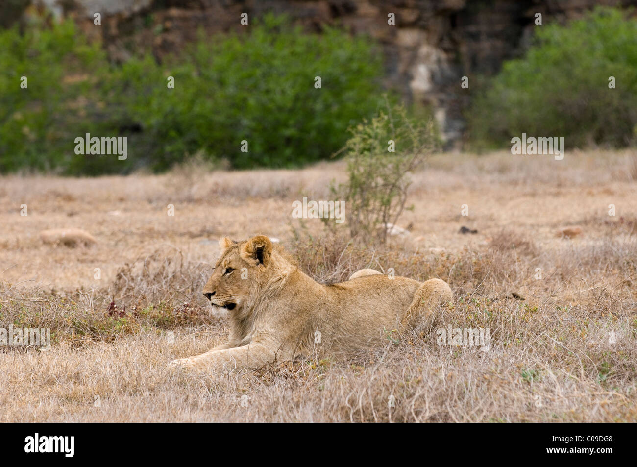 Lioness, Kwandwe Game Reserve, Eastern Cape, South Africa Stock Photo
