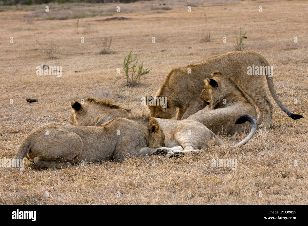 Pride of Lions, Kwandwe Game Reserve, Eastern Cape, South Africa Stock