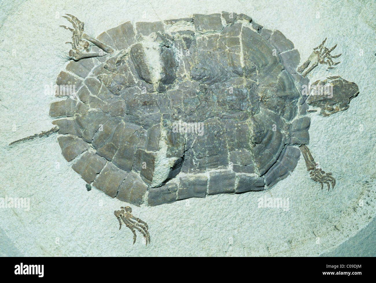 Turtle Fossil, (Echmatemys), Eocene, Green River, Wyoming. Stock Photo