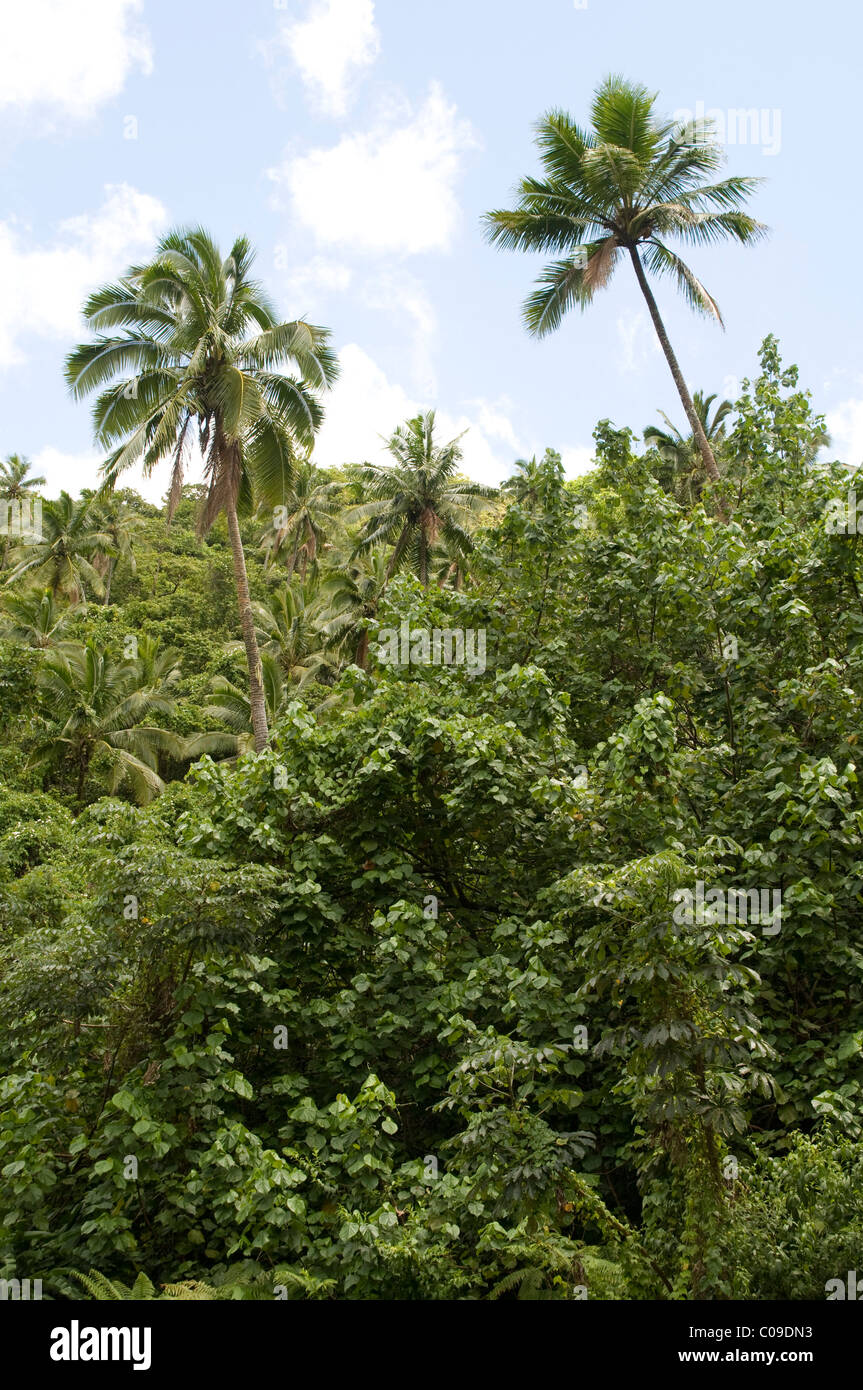 Coconuts topping the tropical rainforest of Rarotonga, Cook Islands main island.  Kokospalmen überragen den Regenwald Stock Photo