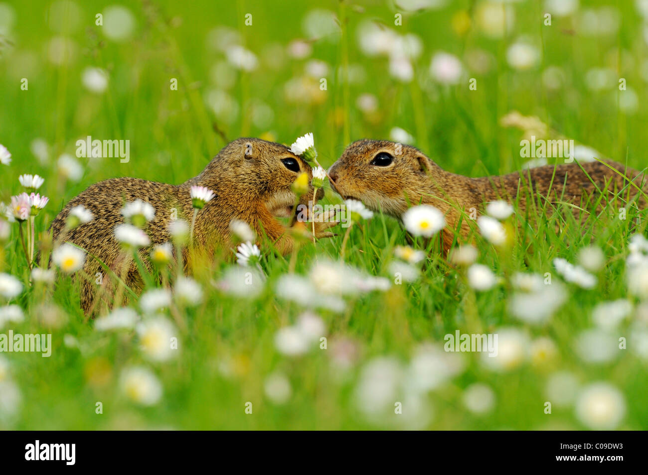Two European ground squirrels (Spermophilus citellus), fighting for food Stock Photo