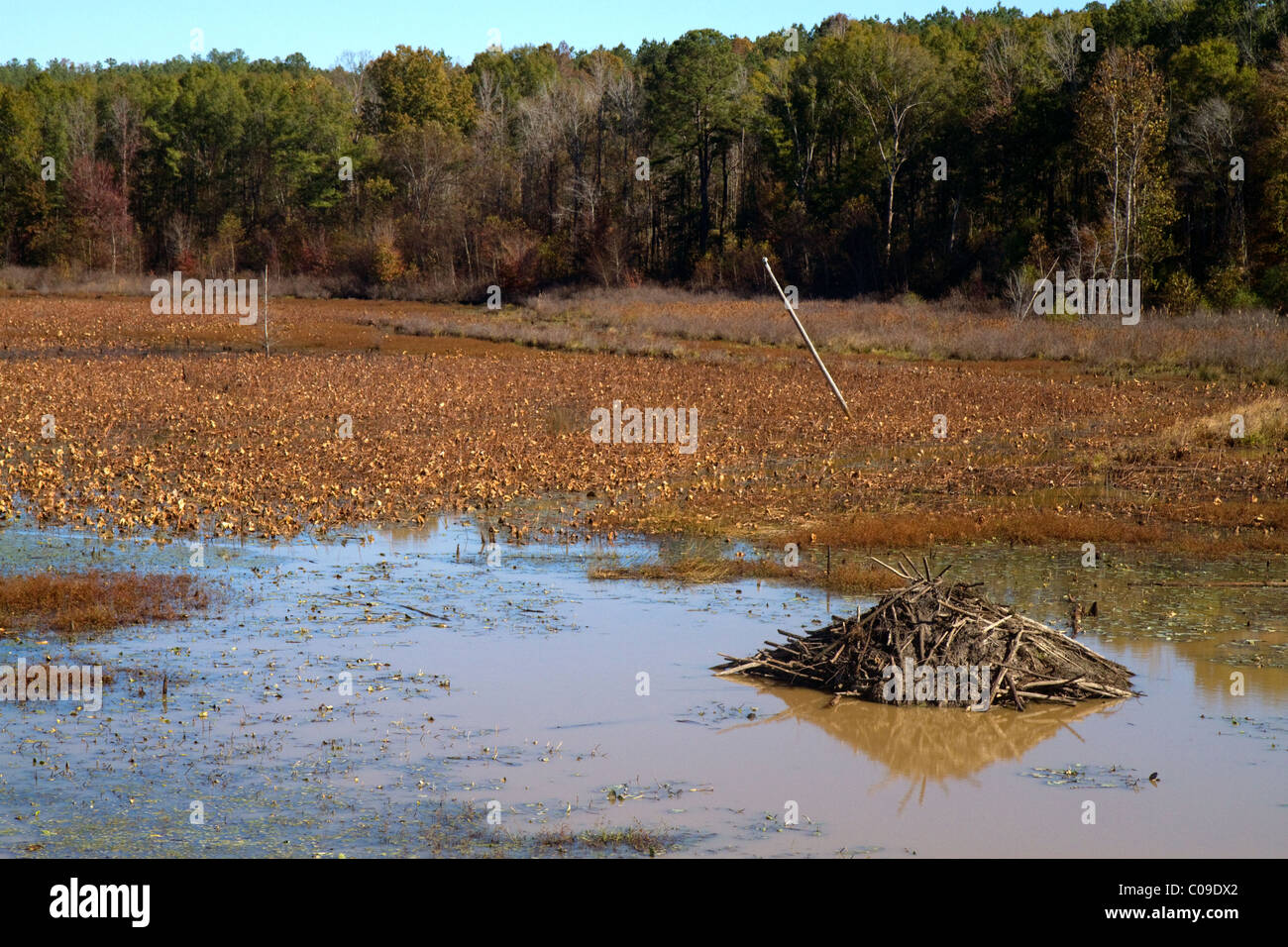 Beaver lodge in a swamp along the Tombigbee River north of Tupelo Mississippi, USA. Stock Photo