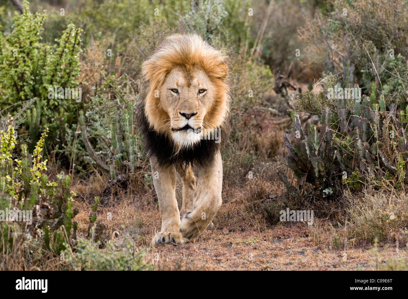Mature male lion black mane hi-res stock photography and images - Alamy
