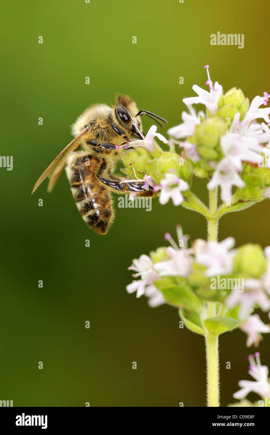 European honey bee or western honey bee (Apis mellifera) on flowering marjoram (Origanum majorana), Germany, Europe Stock Photo