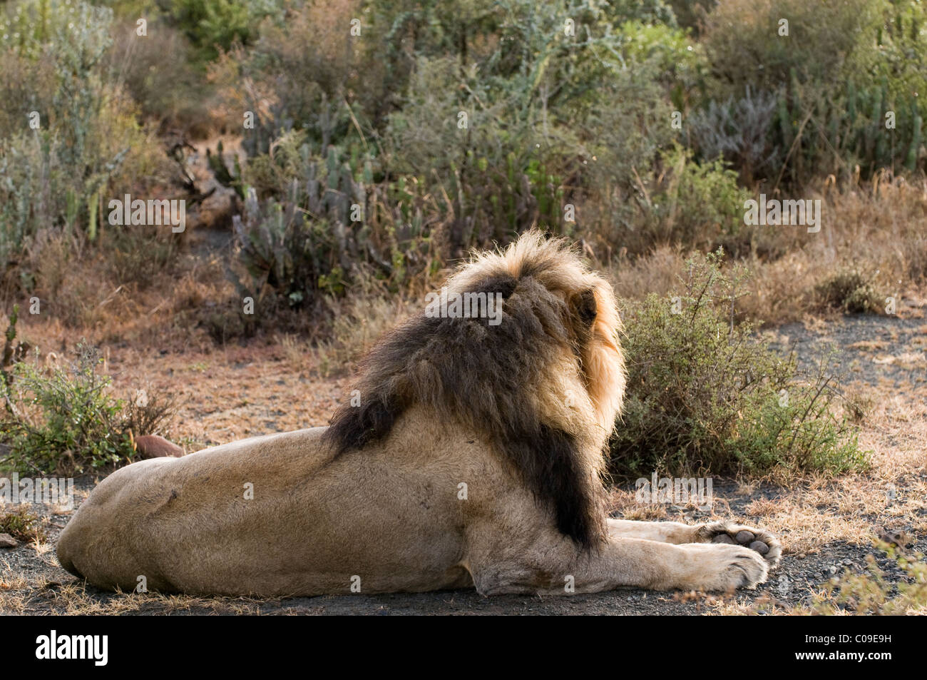 Mature male lion black mane hi-res stock photography and images - Alamy