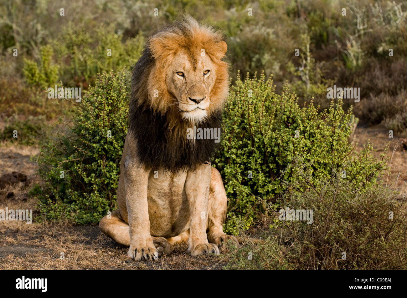 Male lion, Kwandwe Game Reserve, Eastern Cape, South Africa Stock Photo