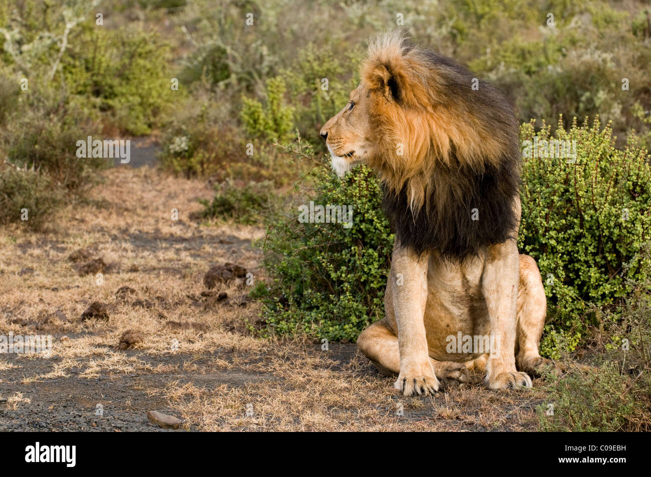 Mature male lion black mane hi-res stock photography and images - Alamy