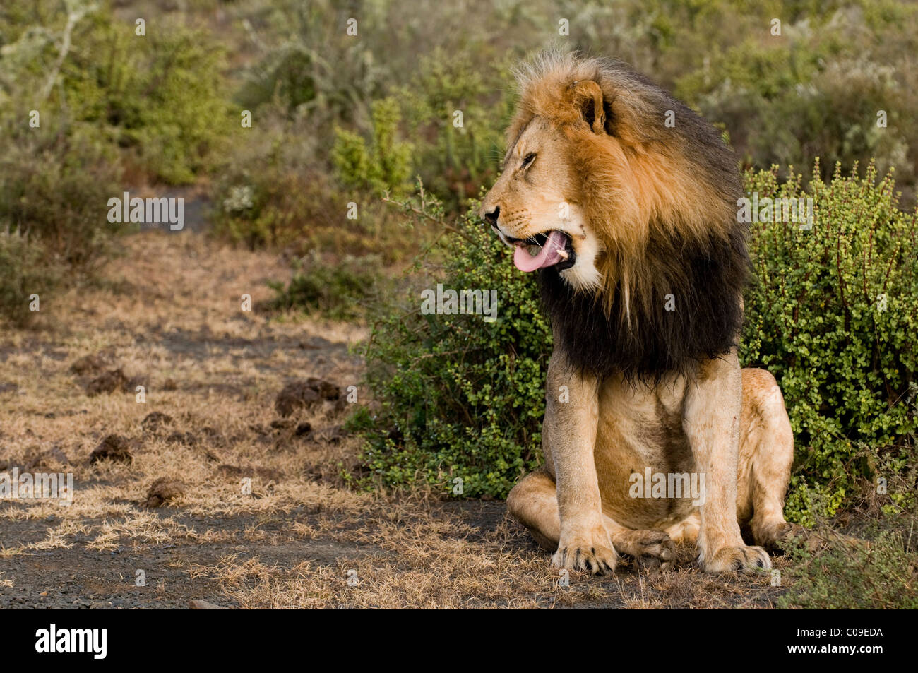 Male lion, Kwandwe Game Reserve, Eastern Cape, South Africa Stock Photo