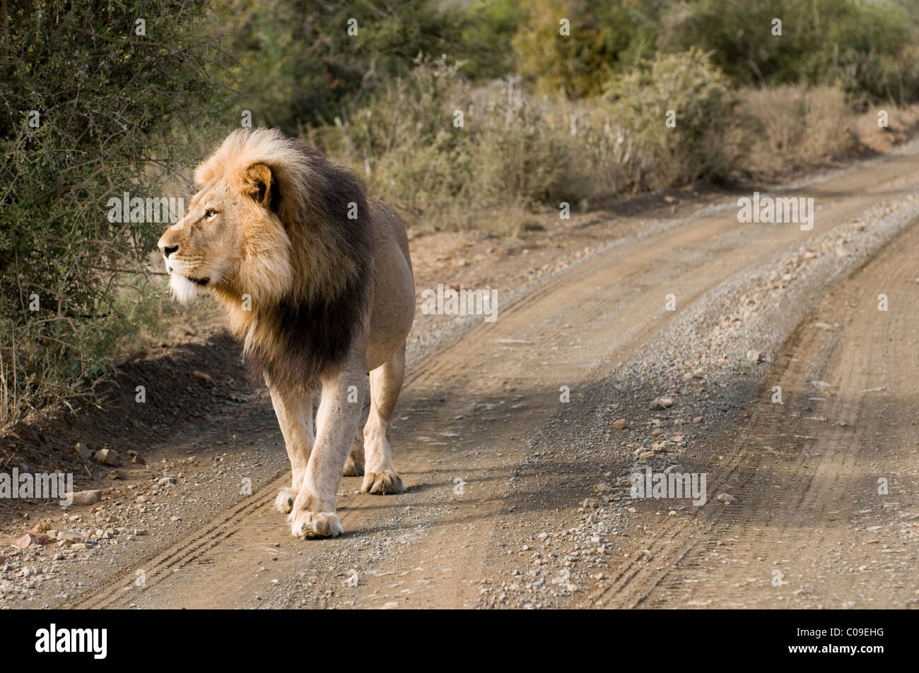 Mature male lion black mane hi-res stock photography and images - Alamy