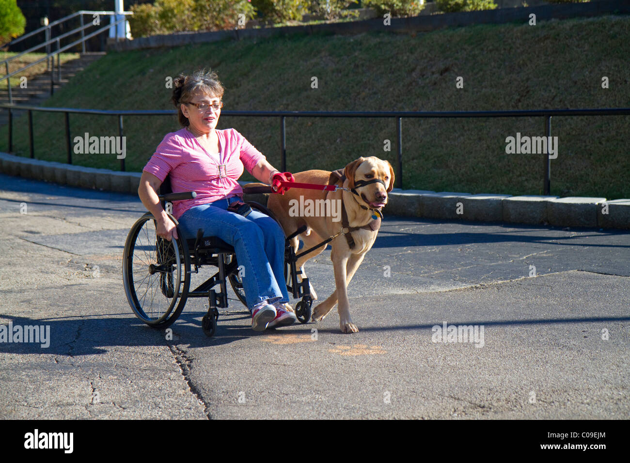 Disabled woman in a wheelchair using a service dog for help. Stock Photo