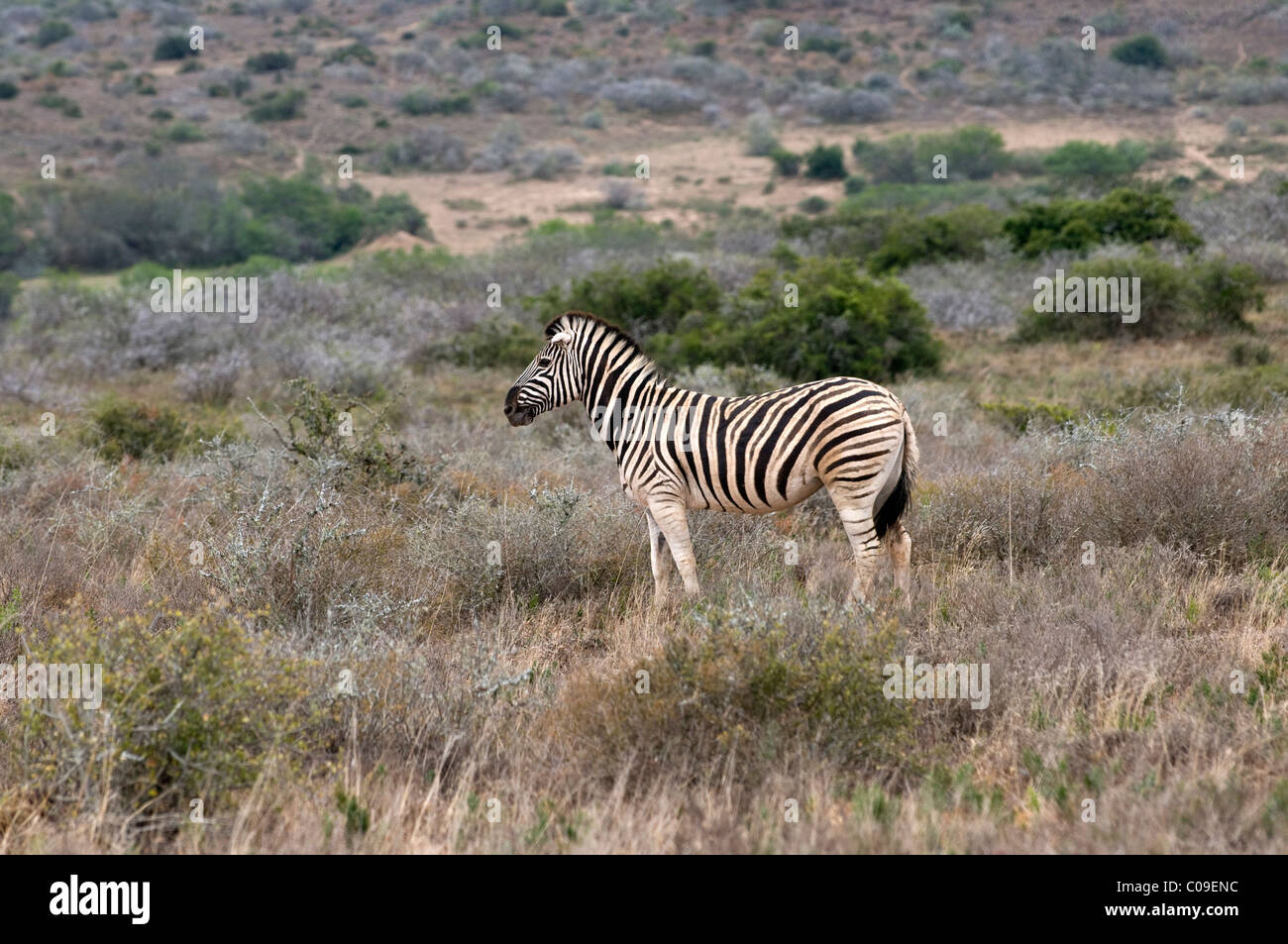 Zebra, Kwandwe Game Reserve, Eastern Cape, South Africa Stock Photo Alamy