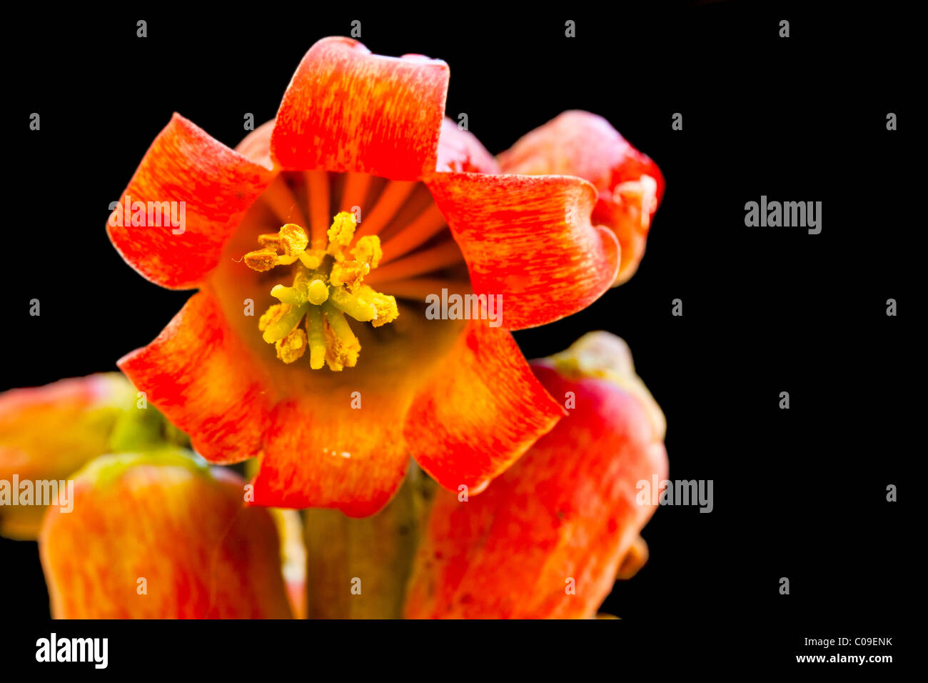 Red flower on black background Stock Photo Alamy