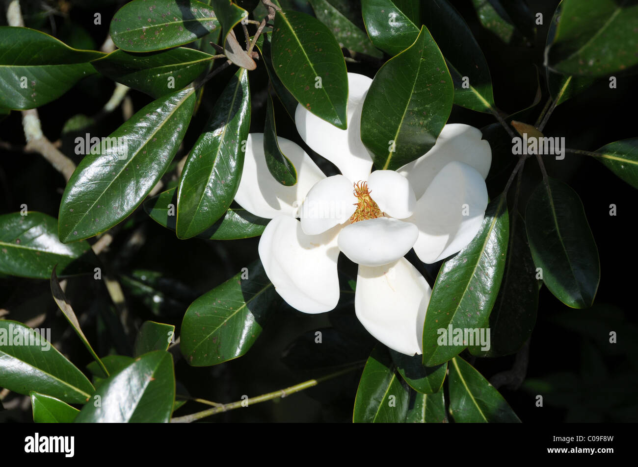 Magnolia bloom at Middleton Plantation Charleston South Carolina Stock Photo