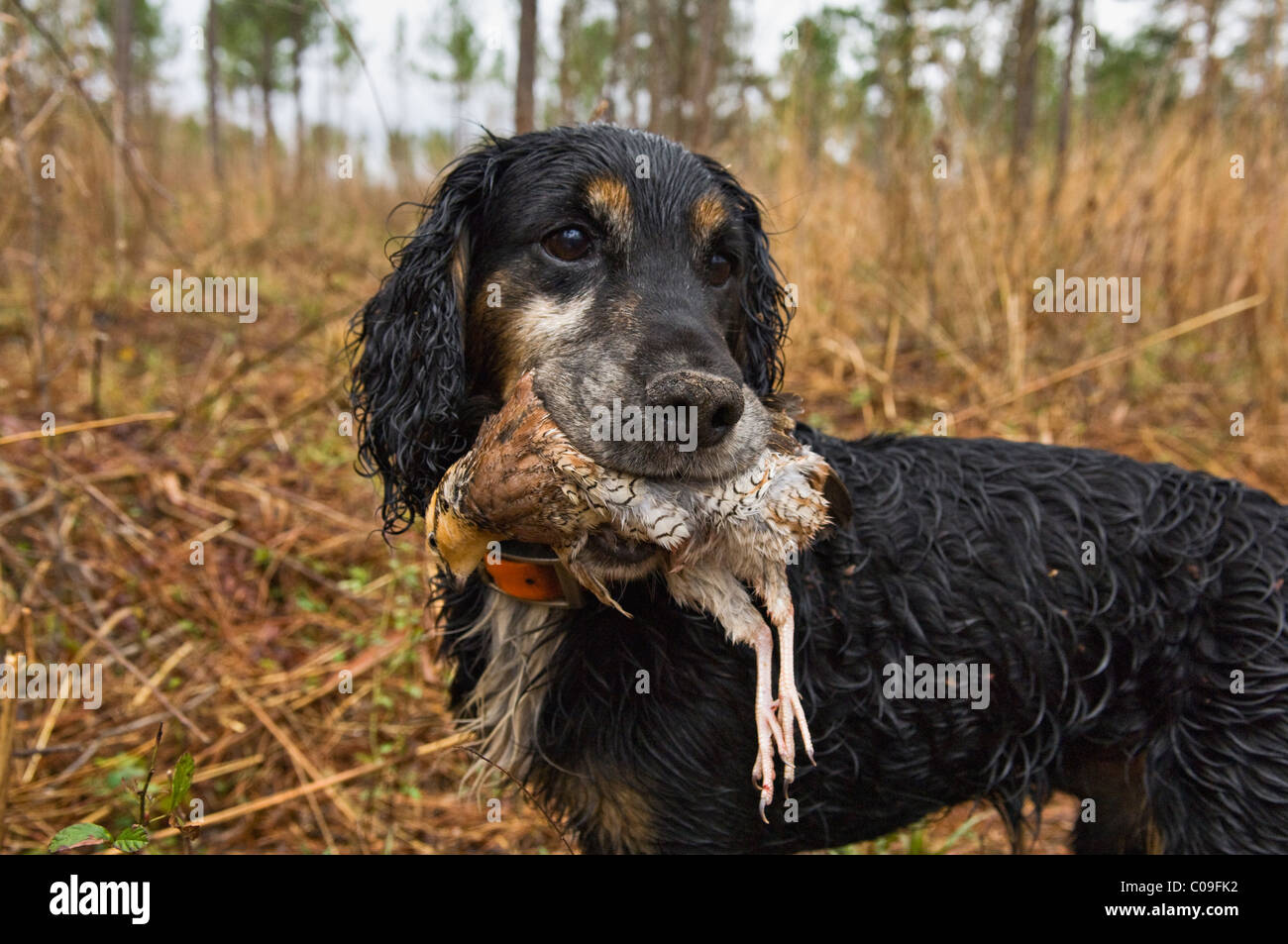 English Cocker Spaniel Retrieving Bobwhite Quail in the Piney Woods of