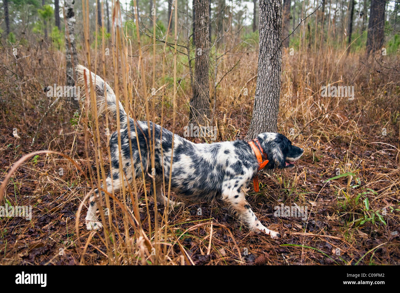 English Setter on Point during Bobwhite Quail Hunt in the Piney Woods of Dougherty County, Georgia Stock Photo