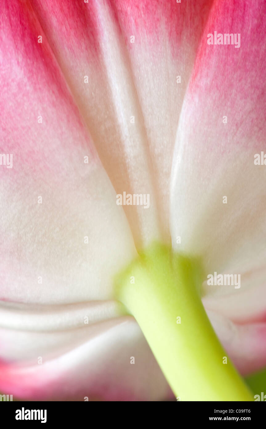 Close Up View of the Bottom of a Tulip Blossom where it Connects to its Stem Stock Photo