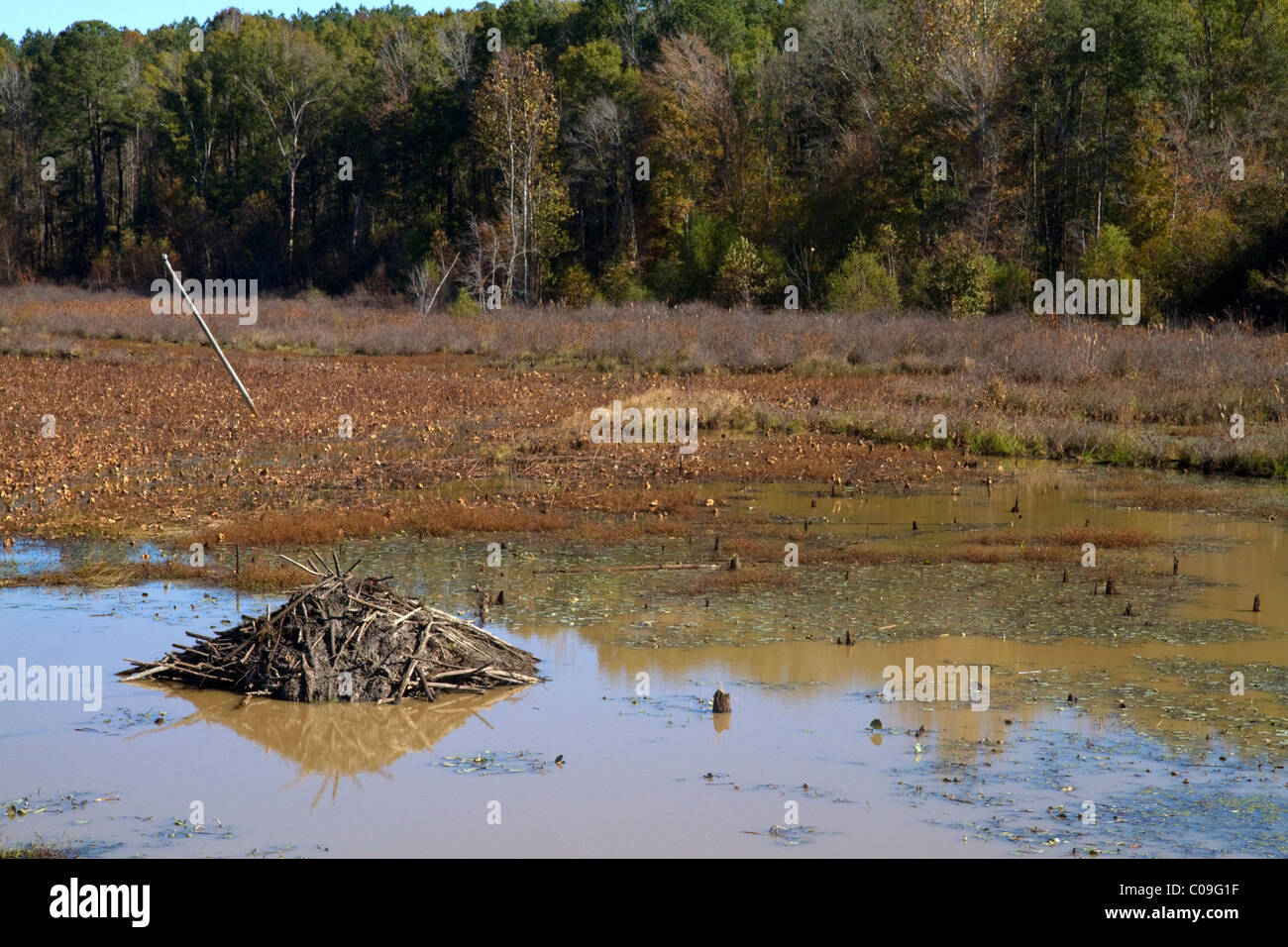 Beaver lodge in a swamp along the Tombigbee River north of Tupelo Mississippi, USA. Stock Photo