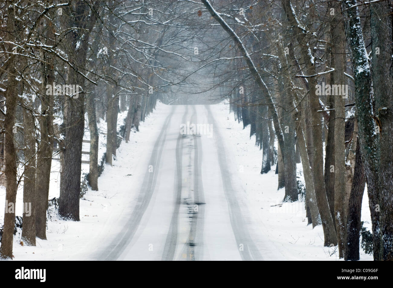 Fresh Snow on Tree Lined Old Frankfort Pike in Woodford County