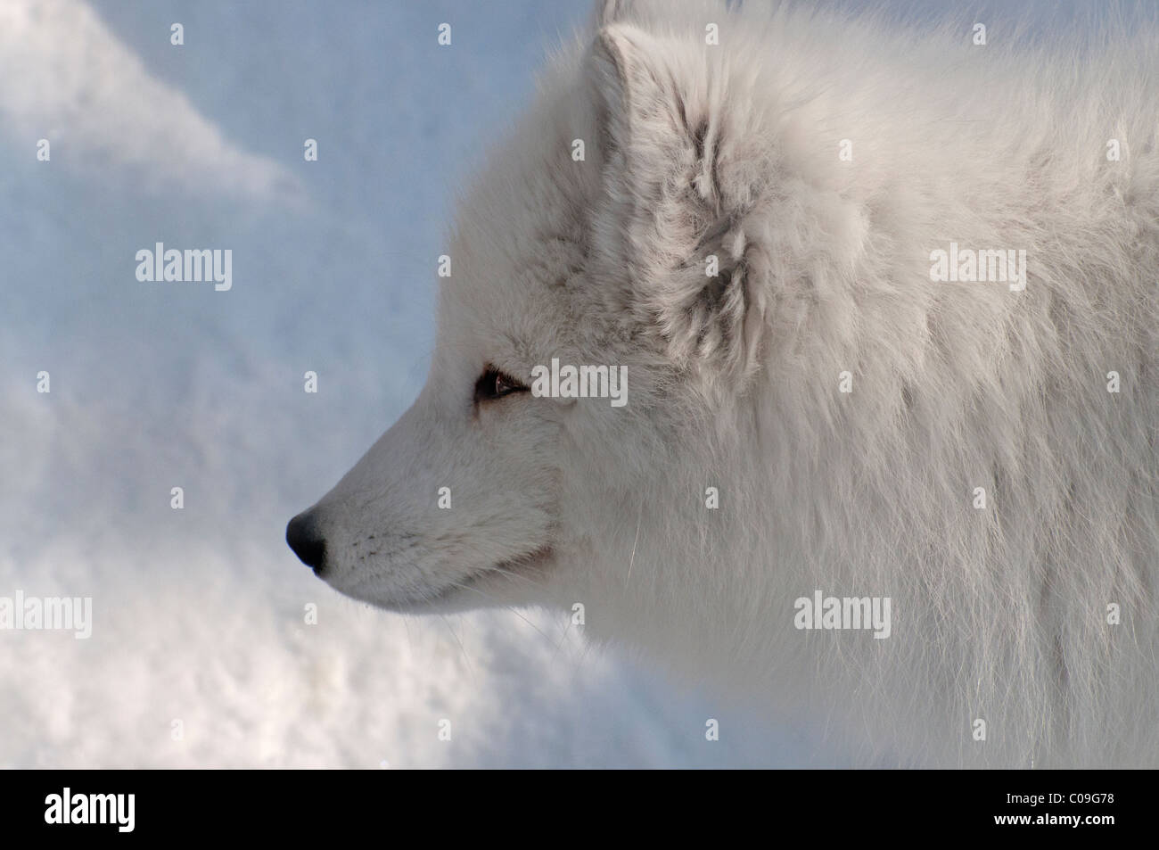 Arctic fox face hi-res stock photography and images - Alamy