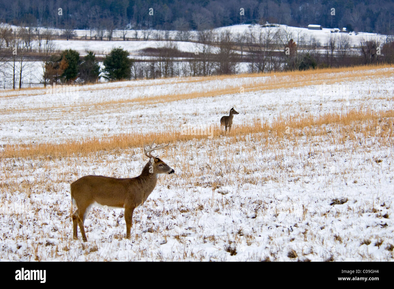 White-tailed Deer Buck and Does in Snow Covered Field in Cades Cove in the Great Smokey Mountains National Park, Tennessee Stock Photo