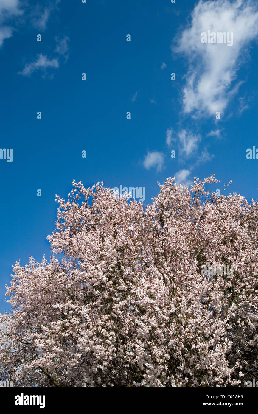 Cherry trees in blossom against a blue sky Stock Photo - Alamy