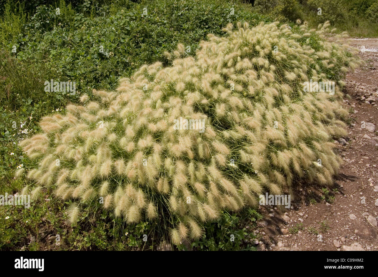 Wild Feathertop grass (Pennisetum villosum) growing in Mexico Stock Photo