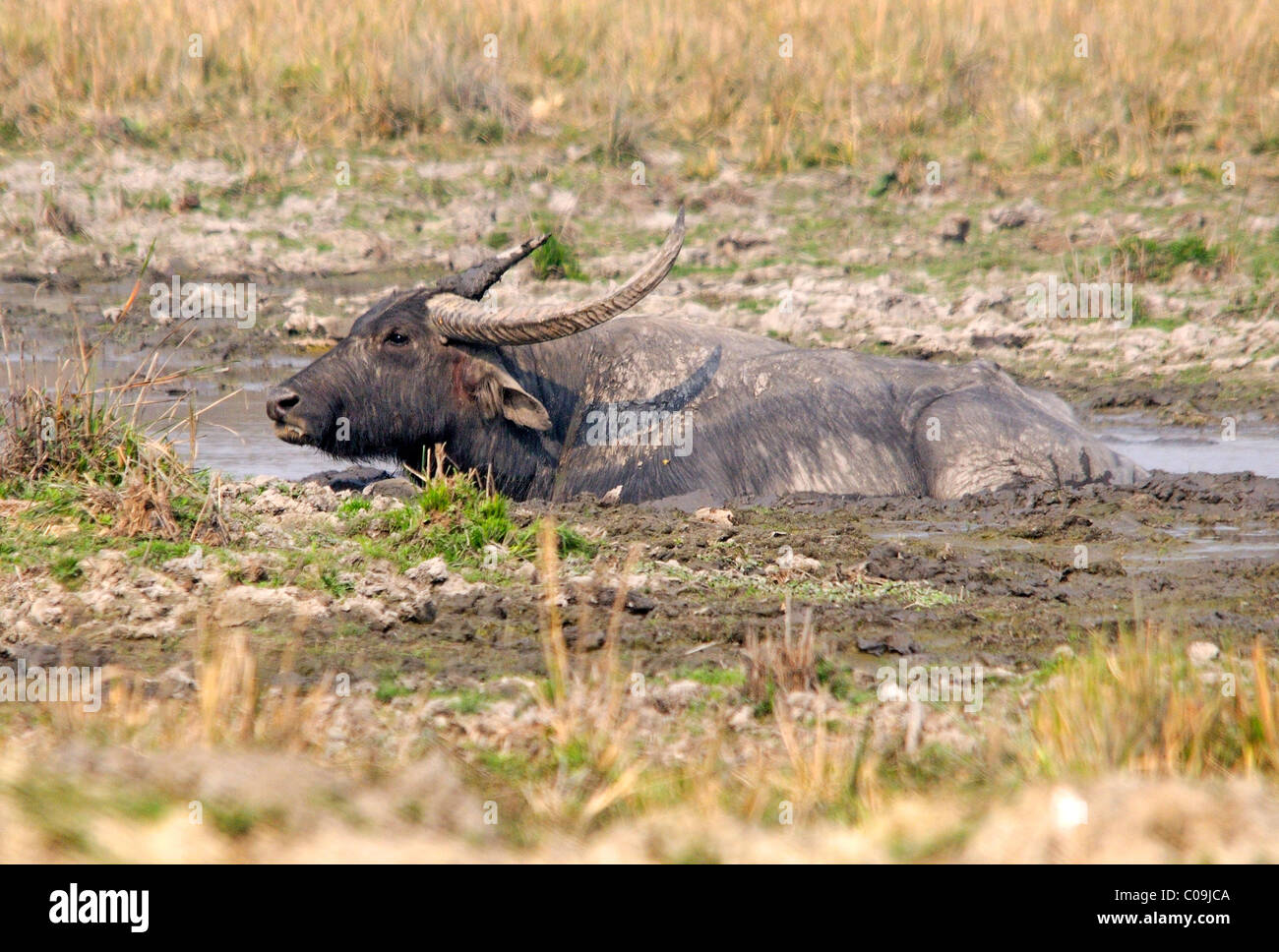 Asiatic water buffalo Stock Photo Alamy