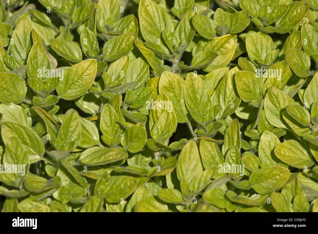 Wild oregano hires stock photography and images Alamy