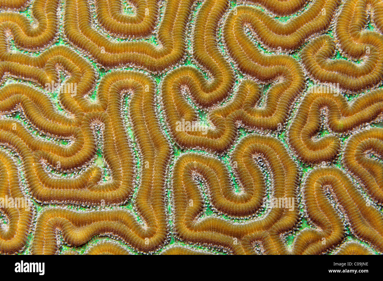 Brain Coral (Favia sp.) Little Tobago, Speyside, Trinidad and Tobago, Lesser Antilles, Caribbean Sea Stock Photo
